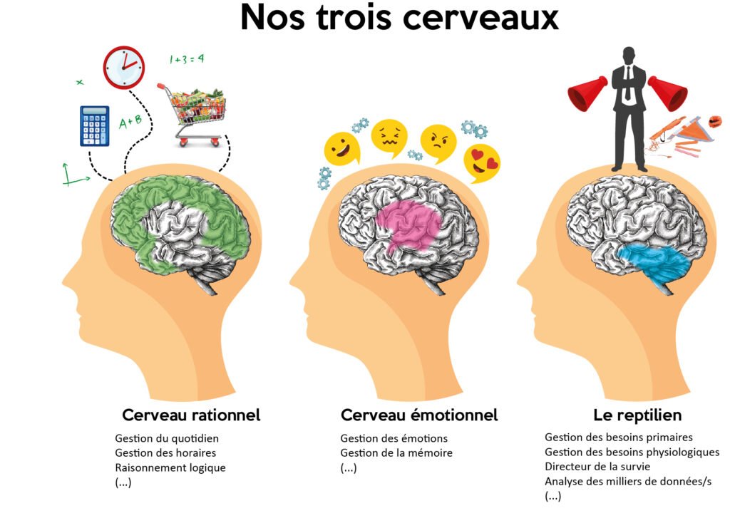 Notre cerveau est composé de 3 parties distinctes: le cerveau rationnel, le cerveau émotionnel et le reptilien.